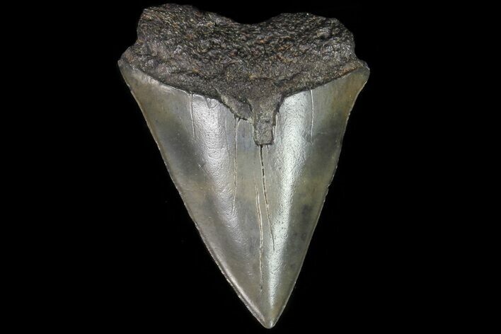 Fossil Mako Shark Tooth - Georgia #75012